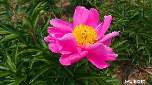 芍药盛放惹人醉 流连花田不思归作文