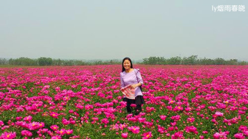 芍药盛放惹人醉 流连花田不思归作文