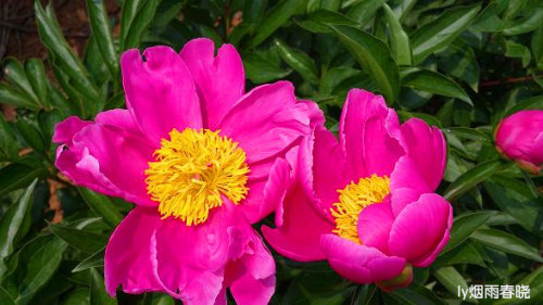 芍药盛放惹人醉 流连花田不思归作文