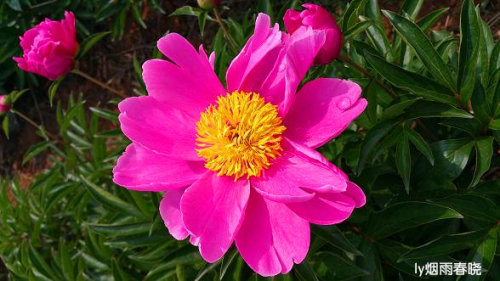 芍药盛放惹人醉 流连花田不思归作文