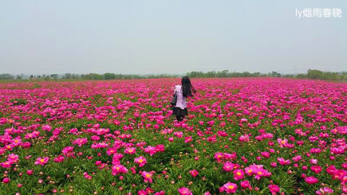 芍药盛放惹人醉 流连花田不思归作文