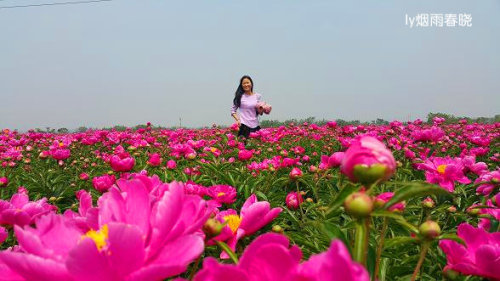 芍药盛放惹人醉 流连花田不思归作文