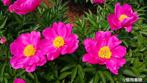 芍药盛放惹人醉 流连花田不思归作文