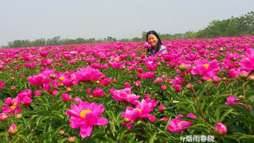 芍药盛放惹人醉 流连花田不思归作文