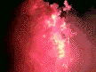 ˮƽ