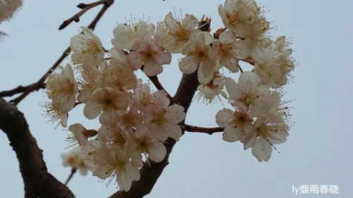 紺