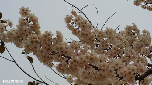 紺