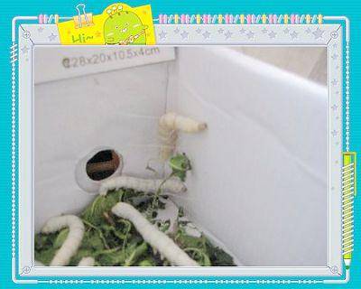 蚕结茧了(养蚕日记四)作文