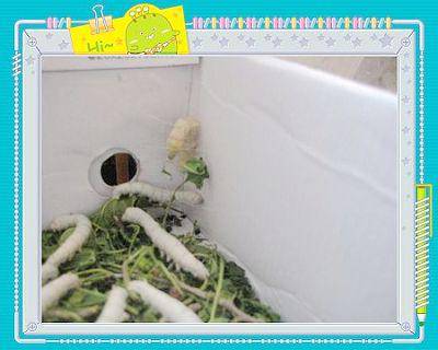 蚕结茧了(养蚕日记四)作文