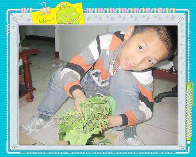 蚕结茧了(养蚕日记四)作文