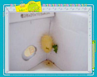 蚕结茧了(养蚕日记四)作文