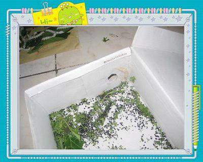 蚕结茧了(养蚕日记四)作文