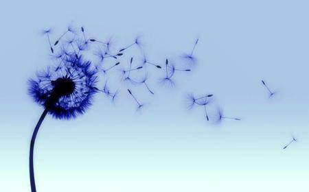 Larus canus的自述作文