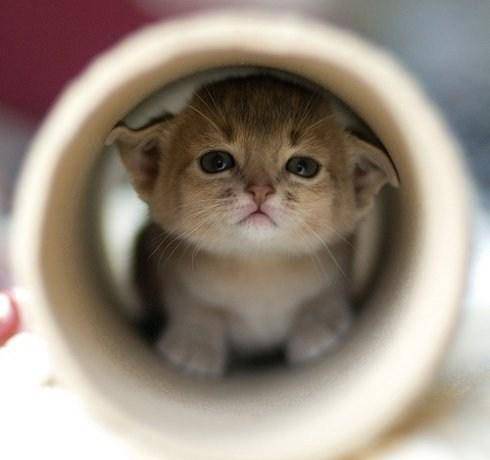 文采飞扬,有秘密吗?作文