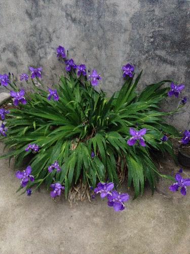 如期绽放的鸢尾花作文