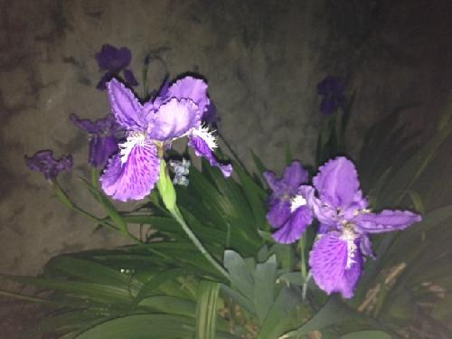 如期绽放的鸢尾花作文