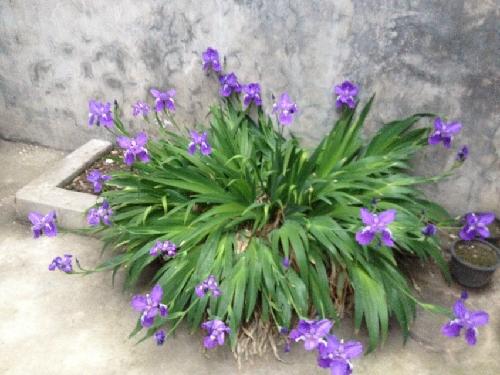 如期绽放的鸢尾花作文