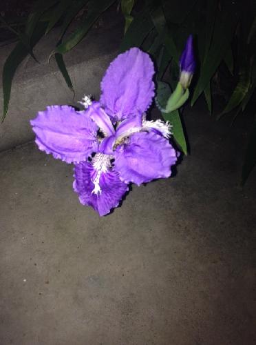 如期绽放的鸢尾花作文