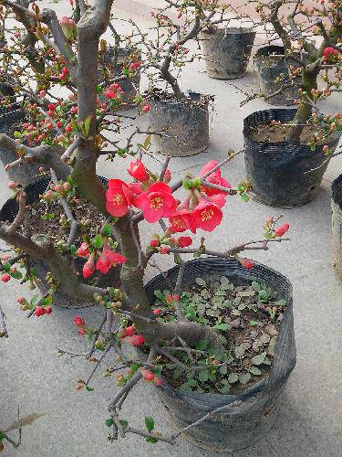 初春的味道作文