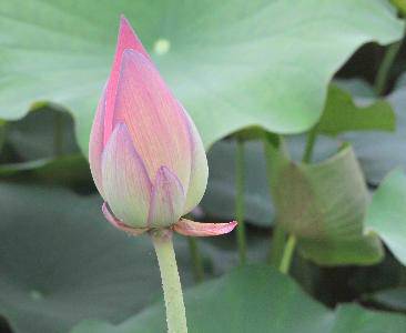 我的暑假发现之旅(4)--我眼前飘过的那一抹荷香作文