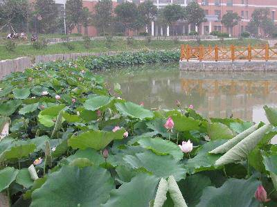 我的暑假发现之旅(4)--我眼前飘过的那一抹荷香作文