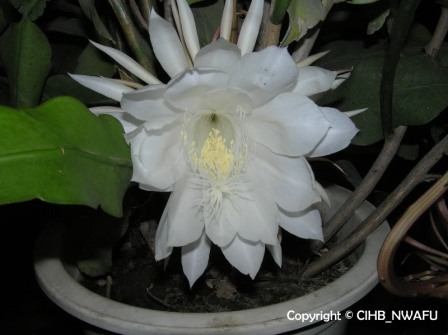 月下美人——昙花作文