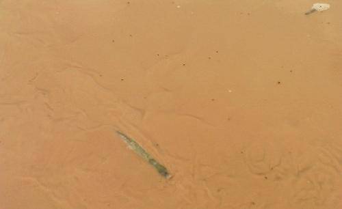 黄河“流鱼”见闻【日记】作文