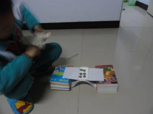 桥的承受力——【动手做实验】作文