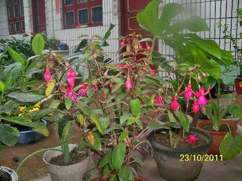 故乡的秋天作文