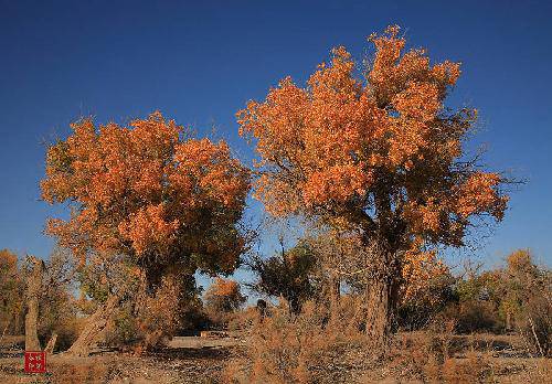 我是一棵胡杨作文
