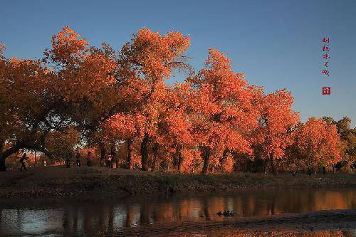 我是一棵胡杨作文