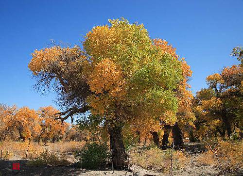 我是一棵胡杨作文