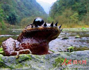 奇特的珍稀动物——角怪作文