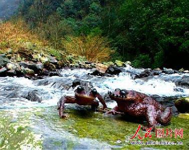 奇特的珍稀动物——角怪作文