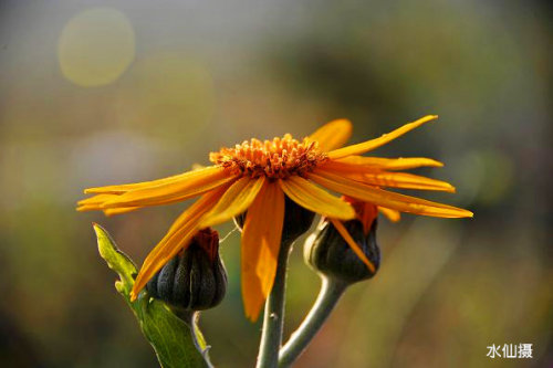 女儿帮我拥有自己的网络电台(炫酷魔法)作文
