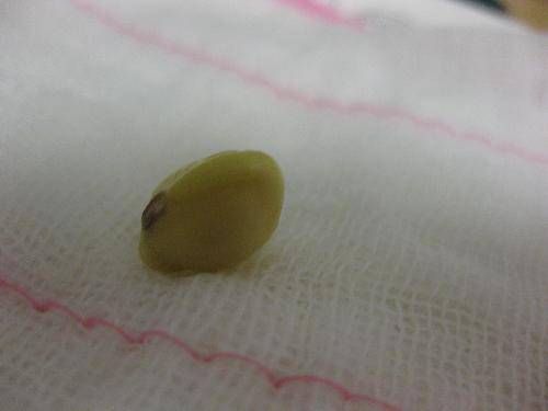 比比谁长得快作文