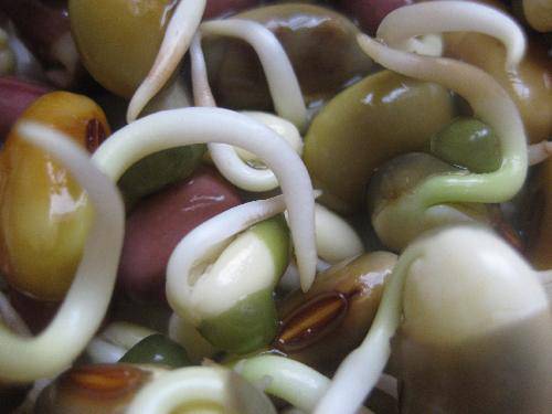 比比谁长得快作文