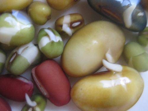 比比谁长得快作文