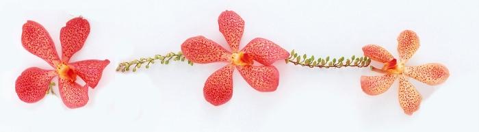 信纸 - MM - 素材库 儿时最美的记忆——石榴树 【妈妈文章】作文