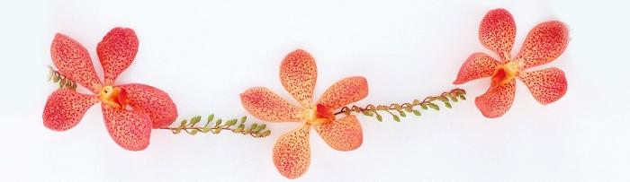 信纸 - MM - 素材库 儿时最美的记忆——石榴树 【妈妈文章】作文