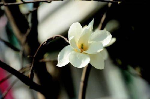 绿色修武——宁城公园风采录作文