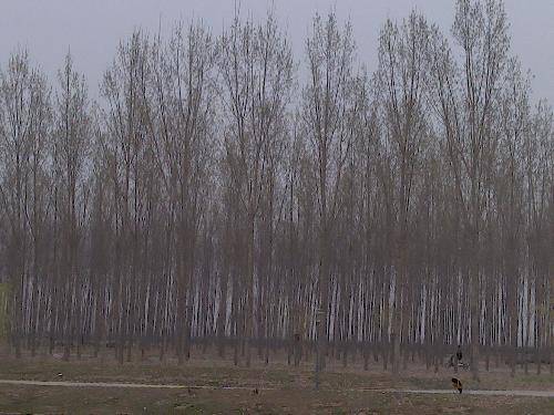 绿色修武——宁城公园风采录作文