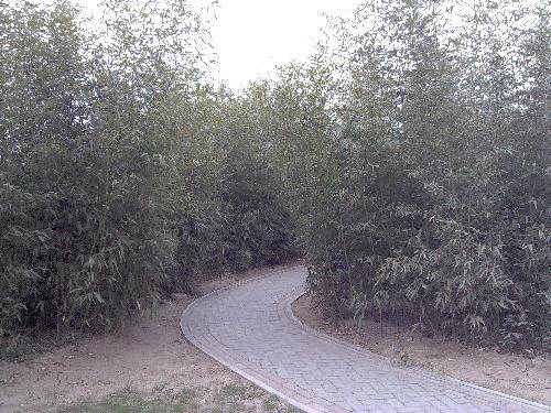 绿色修武——宁城公园风采录作文