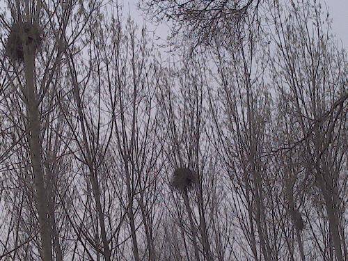 绿色修武——宁城公园风采录作文