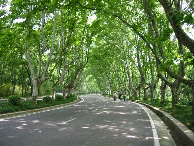 点击查看源网页 观察一棵大树作文