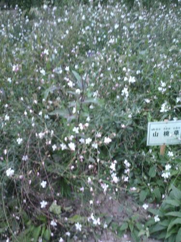 秋游植物园作文