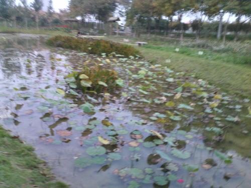 秋游植物园作文