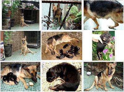 可爱的狗宝宝(配照片)作文