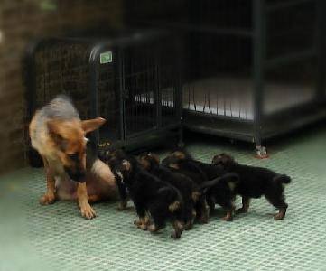 可爱的狗宝宝(配照片)作文