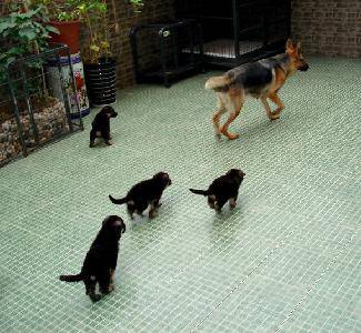 可爱的狗宝宝(配照片)作文